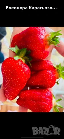 Качествен Разсад ягоди и малини, снимка 2 - Разсади - 53767504