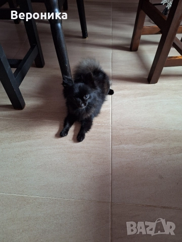 мини момиче черна перла 1.600кг , снимка 6 - Померан - 52698902