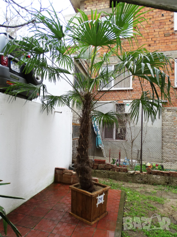 Студоустойчиви палми Трахикарпус в дървени саксии, снимка 14 - Градински цветя и растения - 44961425