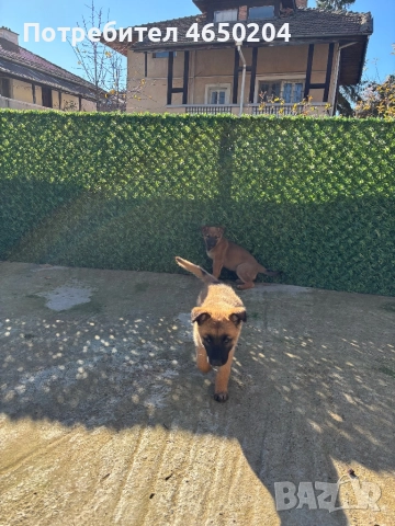 Малки Малиноа търсят своят нов собственик