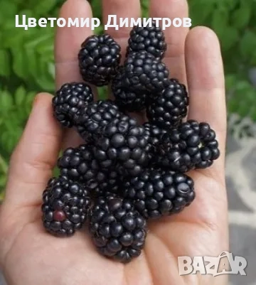 Растения в контейнер - бяла върба, нар, текома, люляк, праскова, къпини без бодли, дюля, снимка 6 - Градински цветя и растения - 49450739