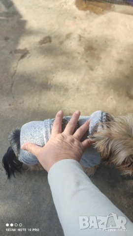 Йоркширски териер , снимка 7 - Йоркширски териер - 50828289