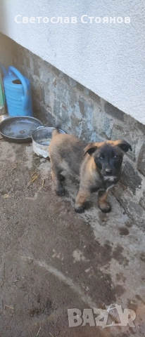 Подаряваме кученца, снимка 2 - Други - 52823300