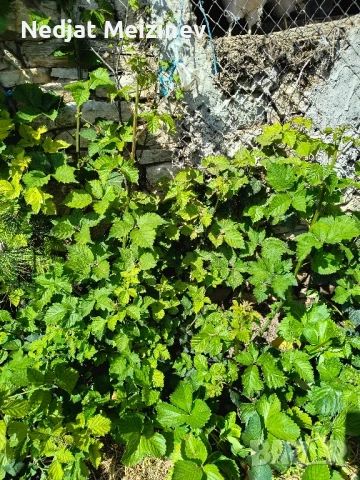 Бяла бреза, снимка 9 - Разсади - 50568007