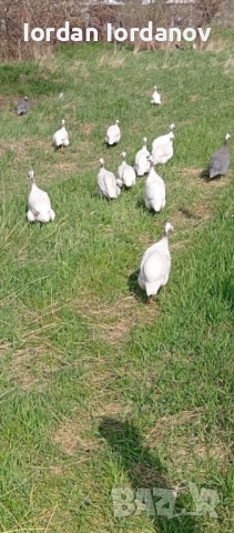 Оплодени яйца от токачки , снимка 6 - други­ - 54225975