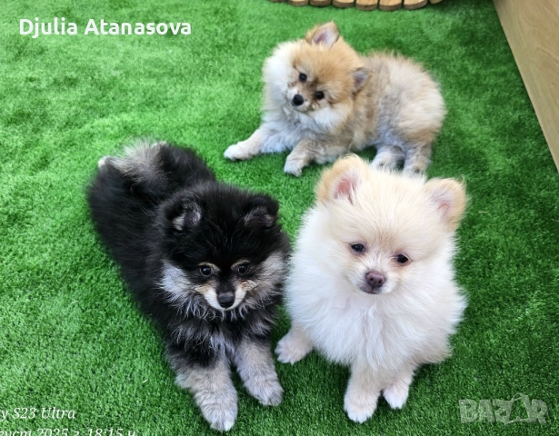 Продавам померанчета