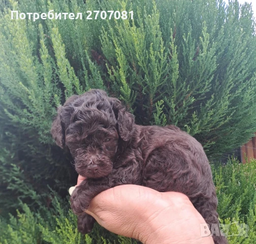 Шоколадови Пудели, снимка 18 - Пудели - 51360640