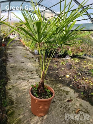 Палми Trachycarpus Fortunei – 1 метър височина