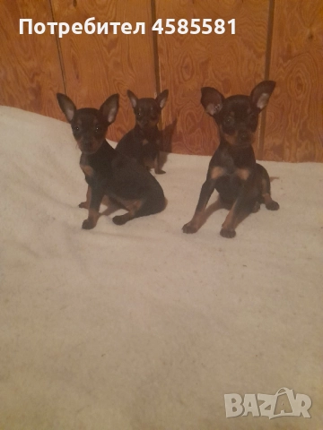 Чистокръвни немски пинери, снимка 4 - Пинчер - 52995417