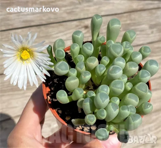 Fenestraria rhopalophylla, снимка 1 - Стайни растения - 47935028