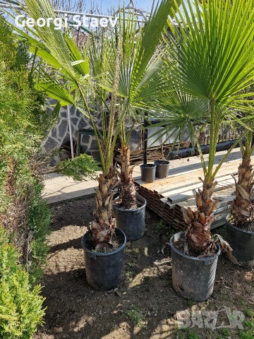 палми вашинктон, снимка 2 - Градински цветя и растения - 53812617