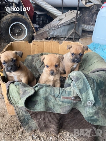 3 малки кученца и майка , снимка 2 - Други - 52891538
