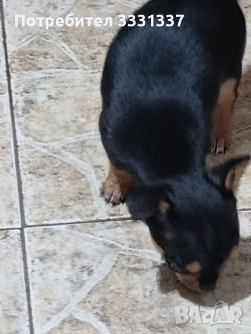 мини чихуахуа пинчер момиче , снимка 4 - Чихуахуа - 53187694