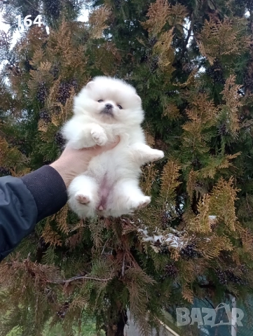 Женски Померан. Реални снимки от 15.02.26 г. , снимка 3 - Померан - 53485725