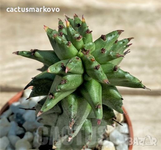 Euphorbia polygona monstruosa, снимка 1 - Стайни растения - 46082125