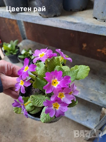 Домашна иглика в саксия , снимка 11 - Градински цветя и растения - 54010243