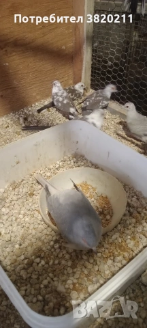 Продавам шарени диамантени гургулици., снимка 3 - Гълъби - 54198080