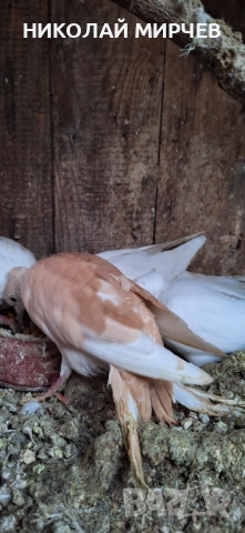 Скумрудки / гугутки/, снимка 2 - други­ - 53133552