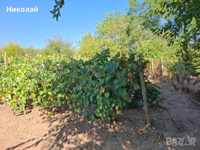 Имот в с. Калипетрово 1194 кв.м., снимка 11 - Парцели - 51746563