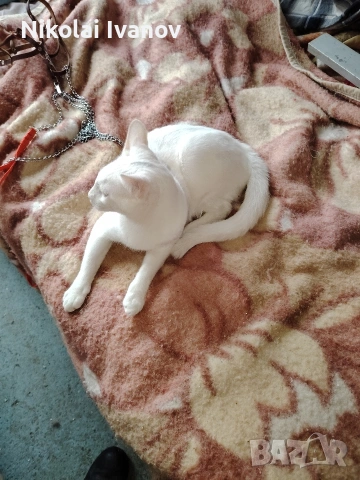 Бяло мъжко коте на 9 месеца , снимка 3 - Други - 53939691
