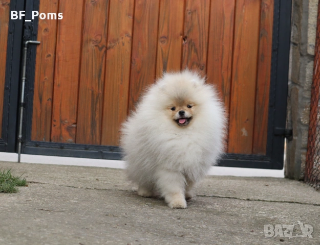 Страхотно момченце померан с родословие FCI, снимка 7 - Померан - 52918943