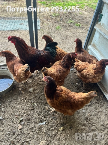 Ексели , снимка 4 - Кокошки и пуйки - 52901821