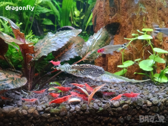 Аквариумни растения,охлюви, скариди , снимка 3 - Други - 53129704