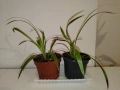 Стайни цветя- Хоя /Восъчниче (Hoya Carnosa), Сансевиера мини, Хлорофитум, Традесканция Зебрина, снимка 10