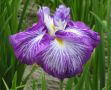 Iris Ensata Persephone(Ирис Енсата Персефона), снимка 2