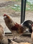 Петел Пшенична Амераукана , снимка 2