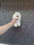 Бели миниатюрни минита. Померани. Реални снимки от 02.03.26 г. , снимка 6