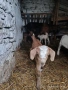 Продавам яренца сукалчета , снимка 3