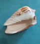 Сувенрна раковина от морски охлюв, снимка 2
