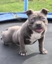 Американско Були Покет/American Bully Pocket , снимка 8