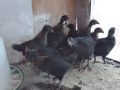 Пилета Супер Харко, снимка 1 - Кокошки и пуйки - 45934516