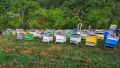 Пчелни кошери с добре развити пчелни семейства и поставени магазини