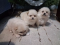 продавам кученца шпиц померан 2 момченца и 1 момиче, снимка 7