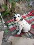 Чистокръвни Далматинци Кучета / Purebred Dalmatian Dogs, снимка 2