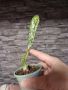 Мексикански кактус., снимка 4