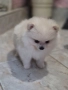 Померан , снимка 6