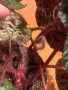 Begonia Melanobullata / Бегония Меланобулата, снимка 6