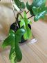 Philodendron Florida Beauty , снимка 5