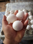 продавам оплодени яйца от Бял легхорн , снимка 1 - Кокошки и пуйки - 44949131