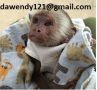 Очарователни и интелигентни бебета маймуни капуцин за продажба, снимка 1 - Други - 45993295