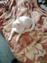 Бяло мъжко коте на 9 месеца , снимка 3