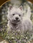 Колекционерска чиния от серия « Westies “, снимка 2