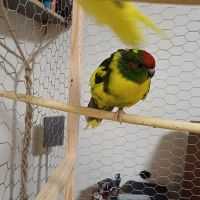Какарики папагалчета, снимка 5 - Папагали - 45654851