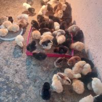 пилета , снимка 8 - Кокошки и пуйки - 45716078