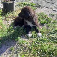 Мъжко кученце, снимка 3 - Кавказка овчарка - 45125996