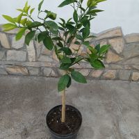 Портокал - дръвче - различни размери, снимка 1 - Градински цветя и растения - 45178742